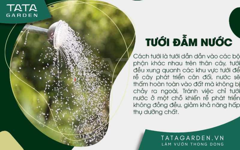 Tưới đẫm nước, đảm bảo cây sẽ không bị thiếu hụt nước